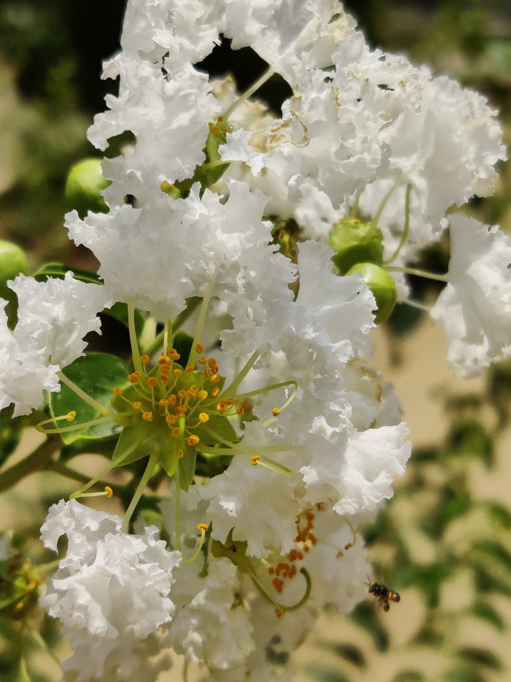 blossom