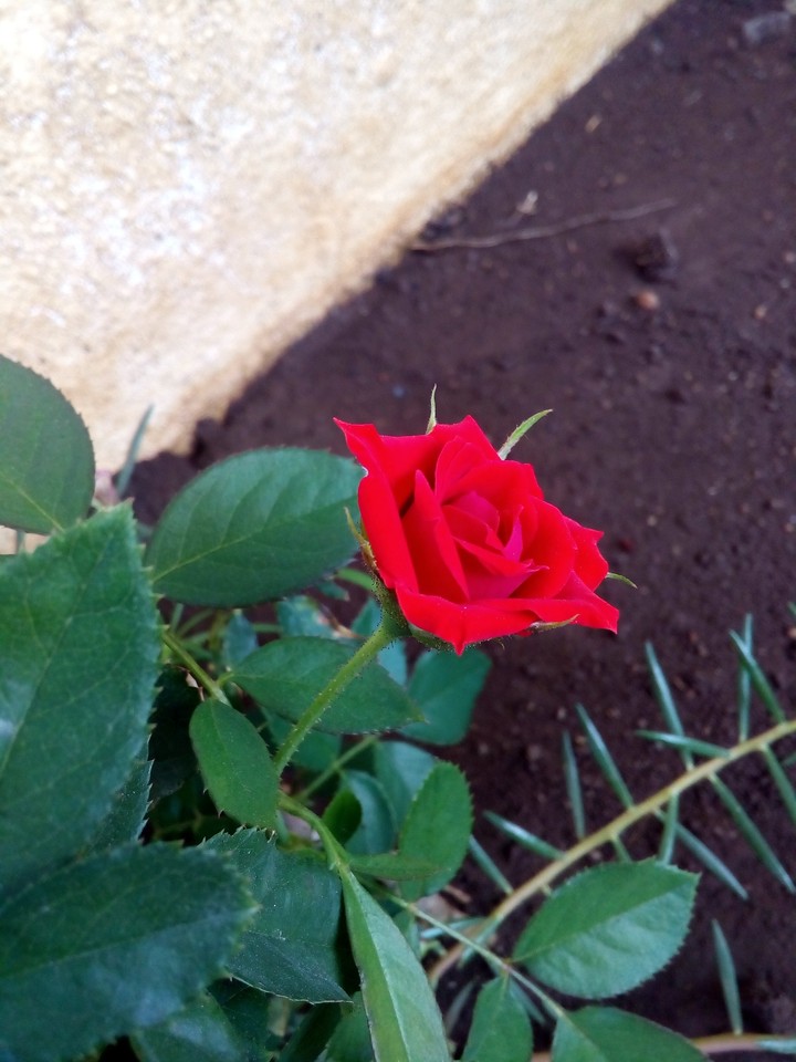 Rose flower