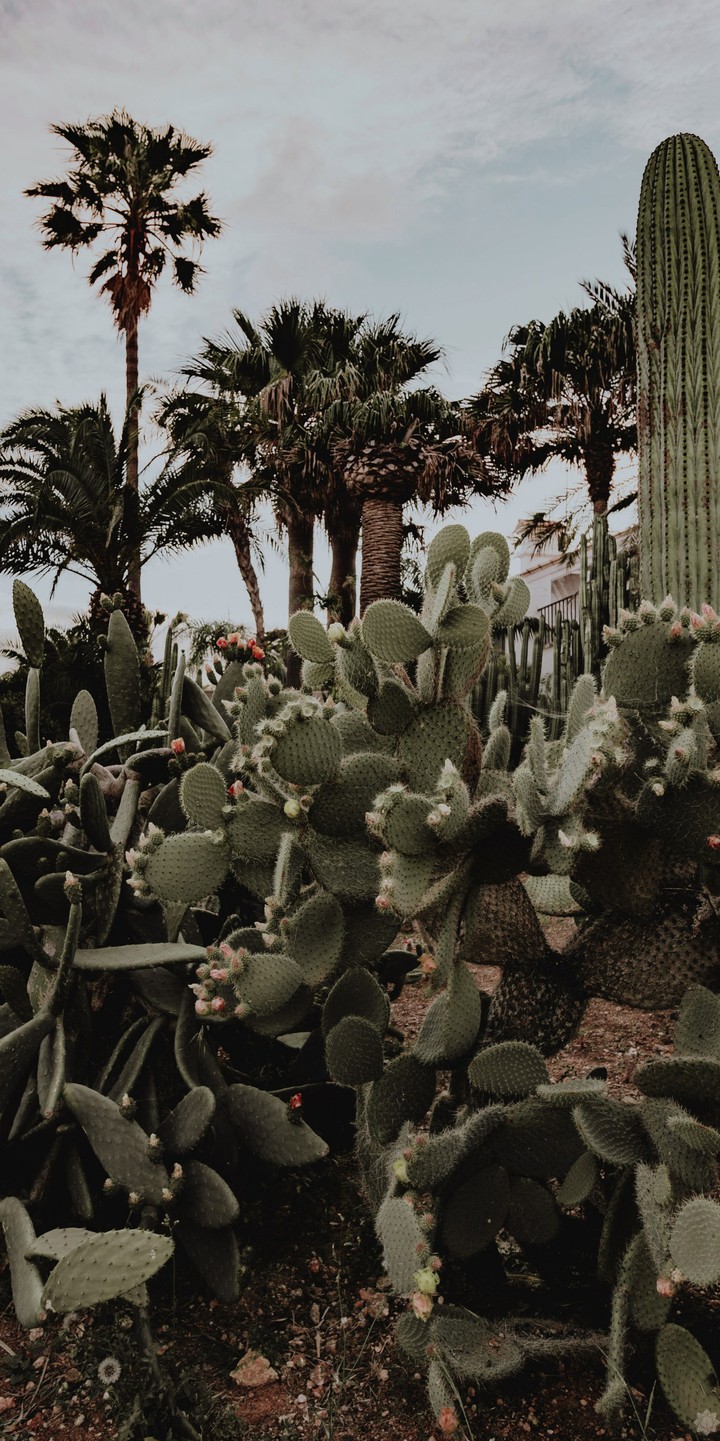 Cactus