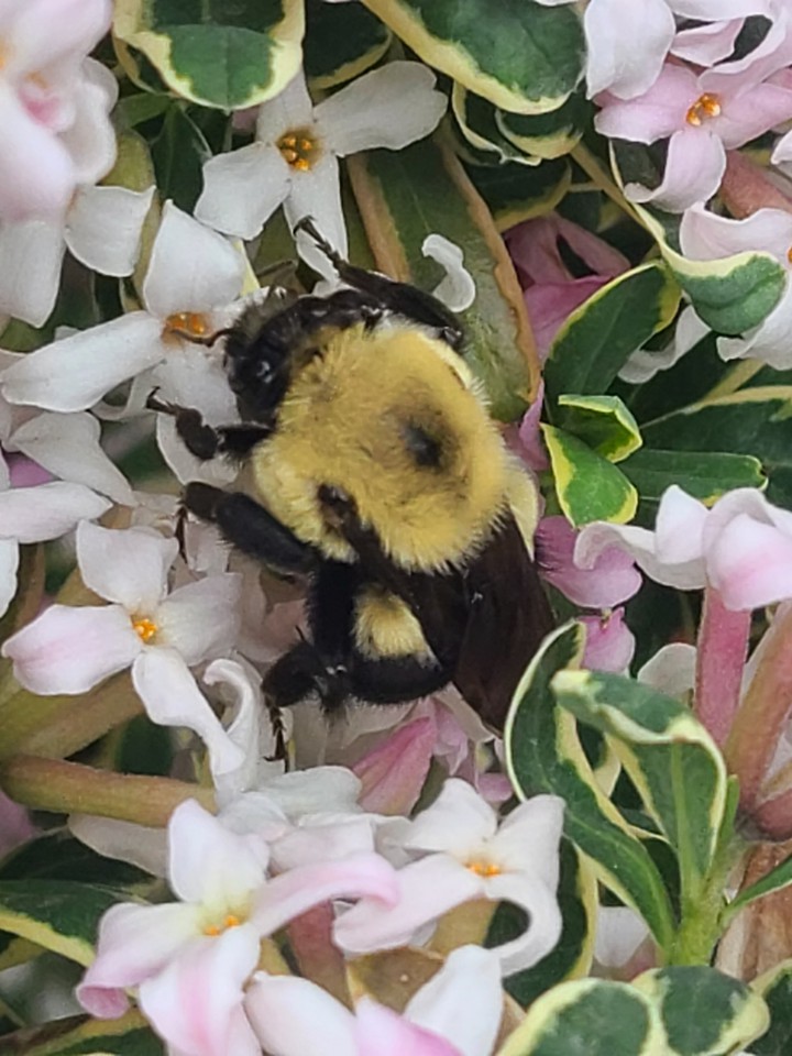 Daphne and the Bee
