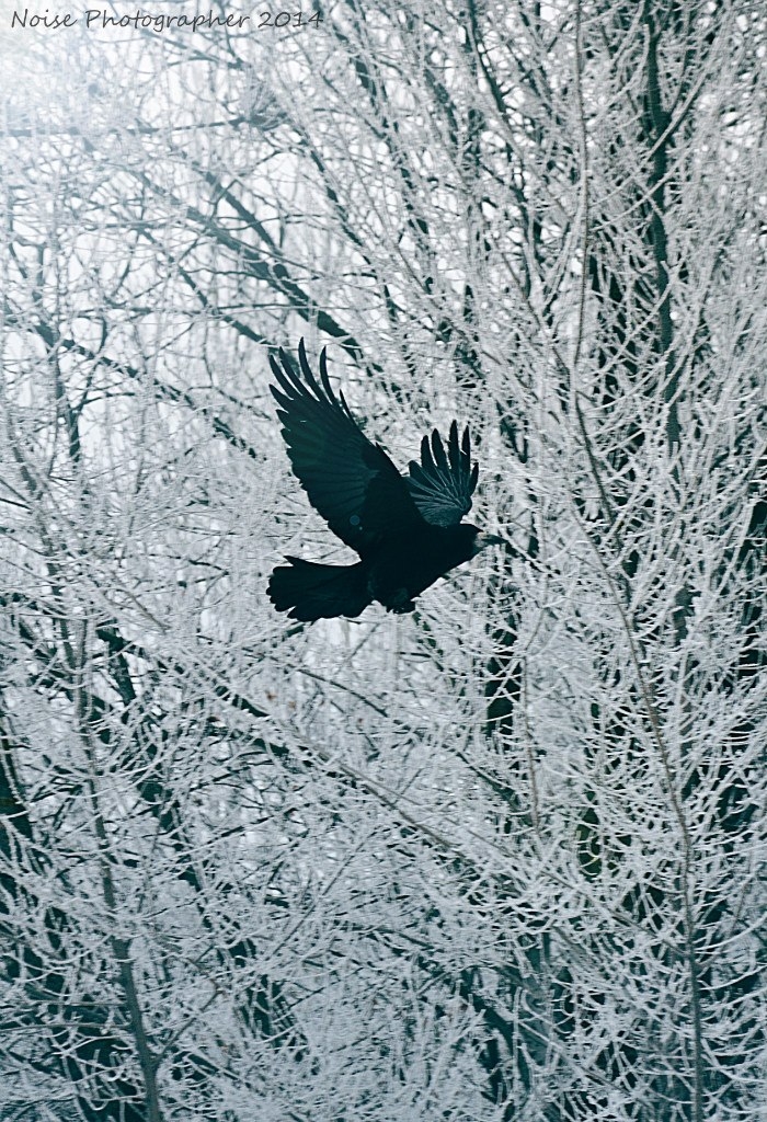 Raven