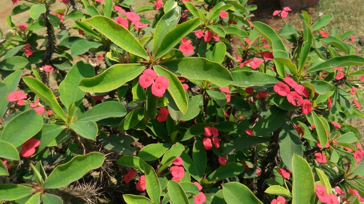 flowers