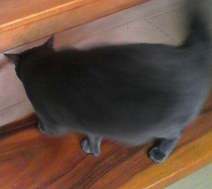 my cute cat caline two