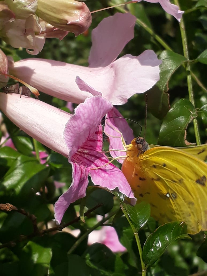 butterfly