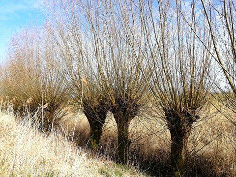 trees
