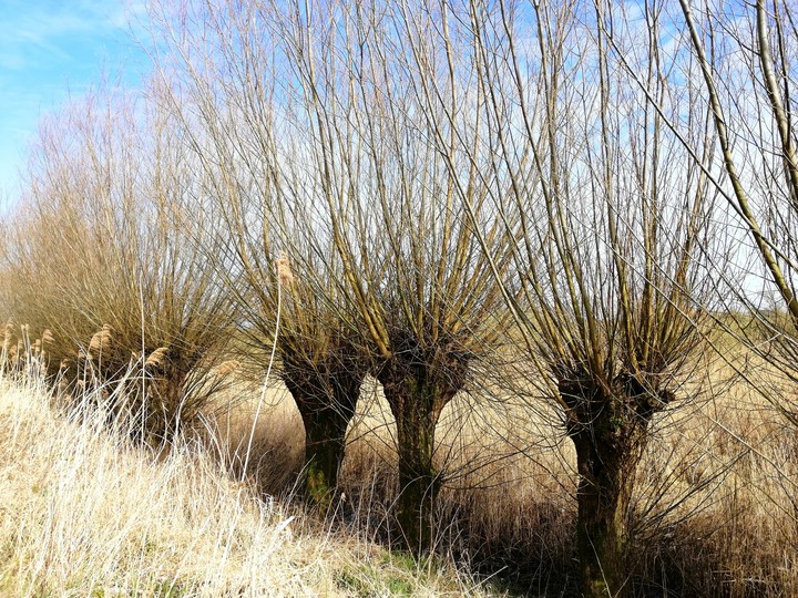 trees