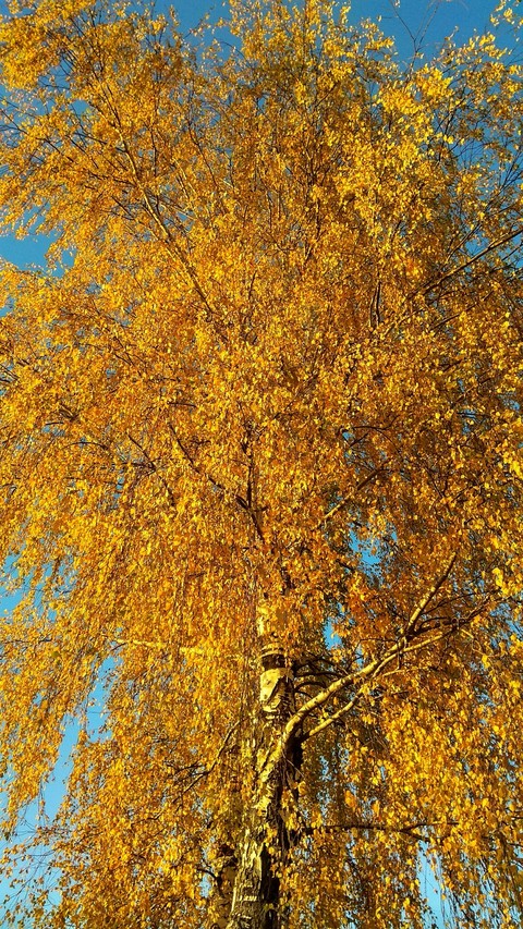 осень