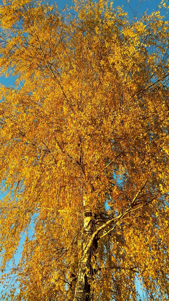 осень