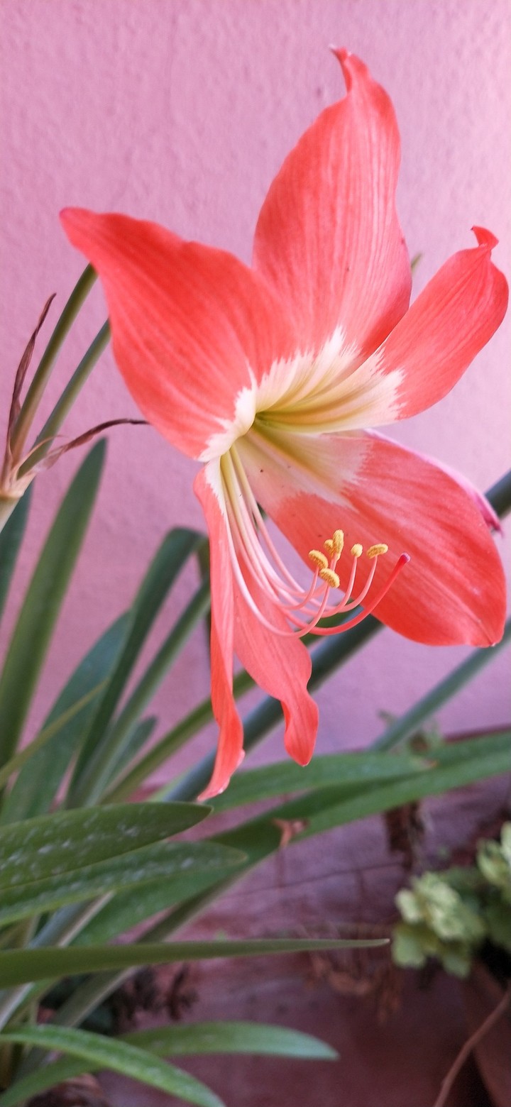 fresh flower