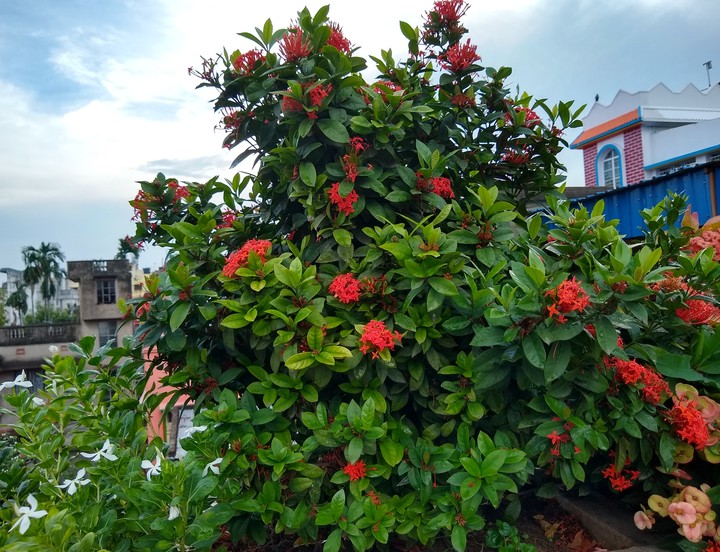 Bengal Roof