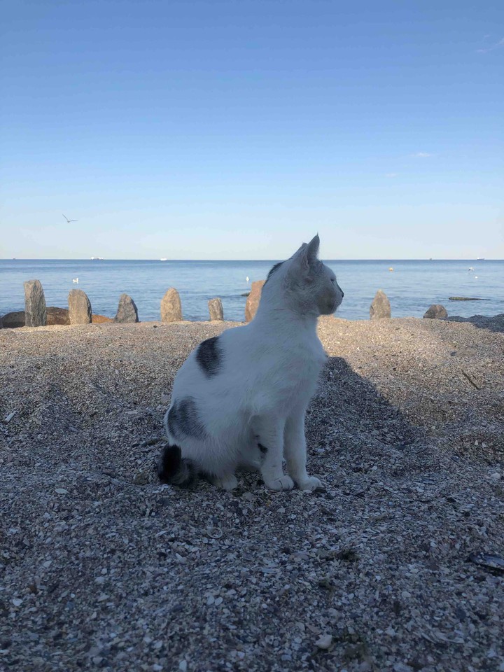 Кошечка на море