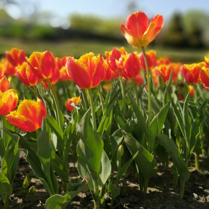 tulip