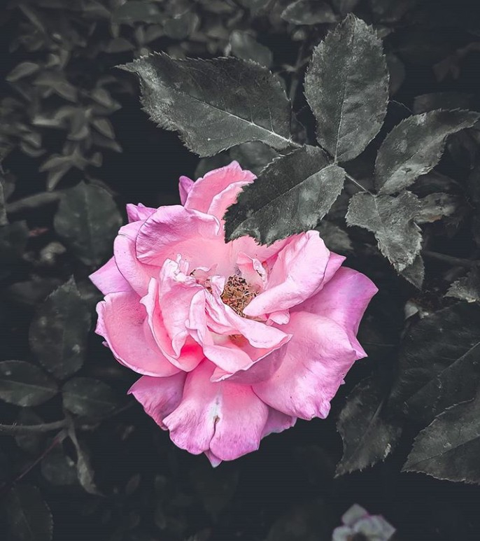 rose