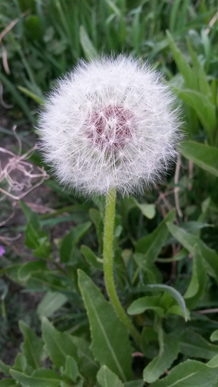 Dandelion