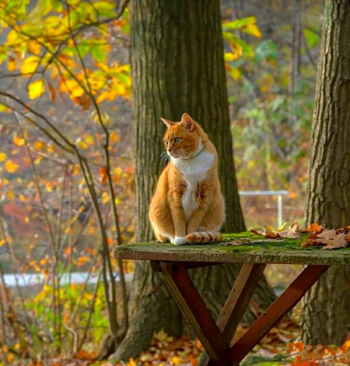 Кот на прогулке
