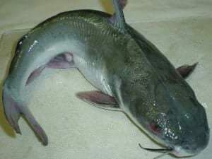 fish