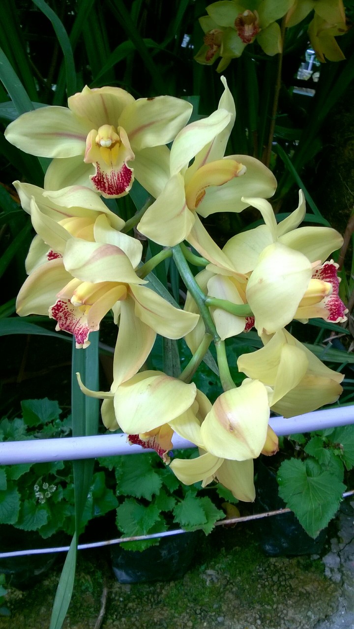 flowers