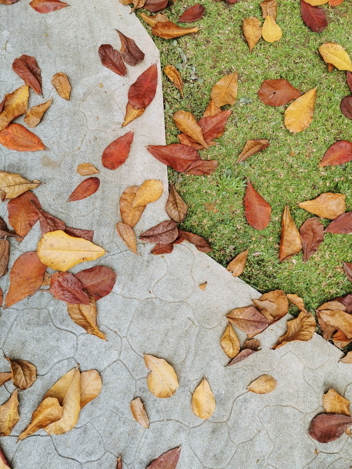 Leaf