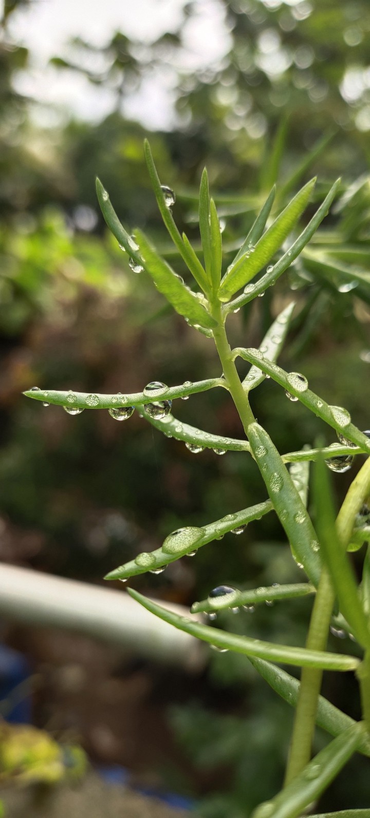Rainy