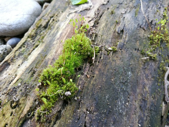 moss, bryophyte