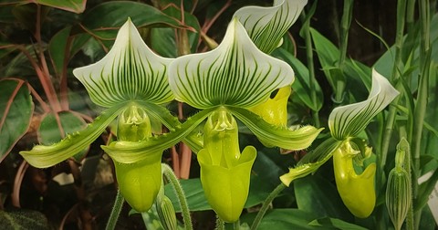 tapety dendrobium, Yellow