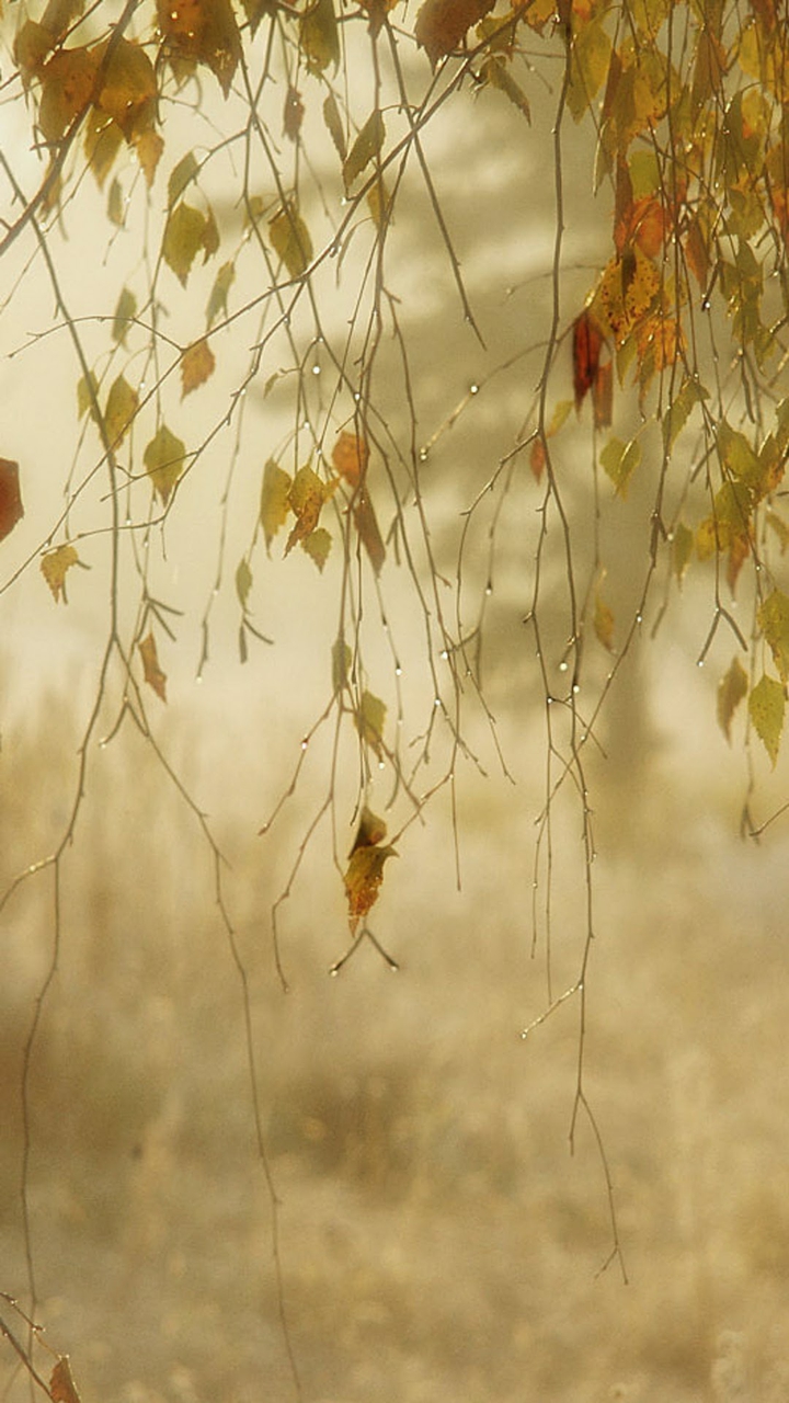 leaves