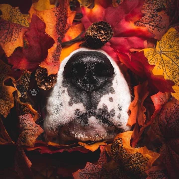 AutumN))