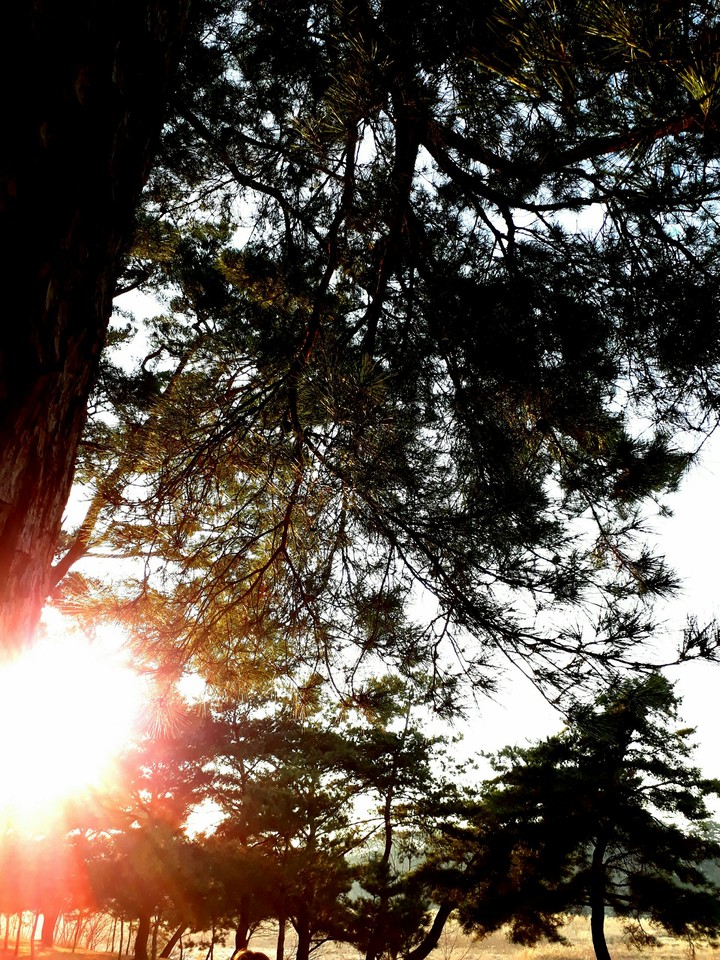 tree