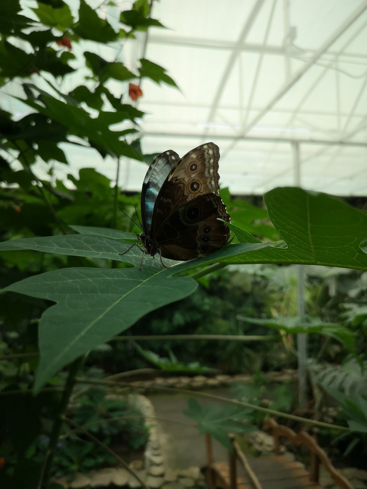 Butterfly