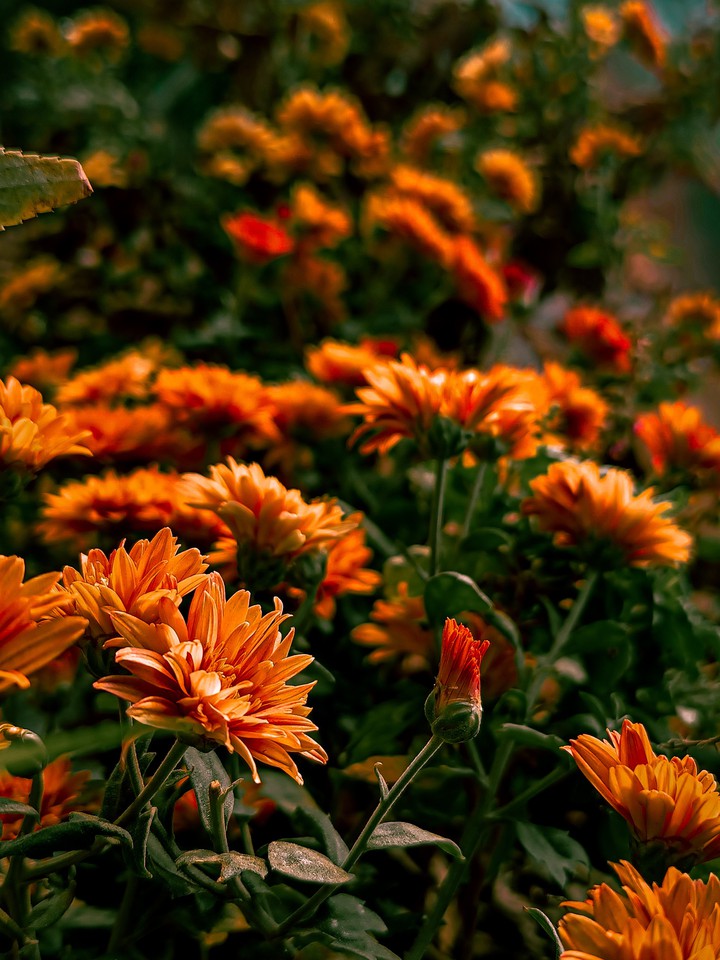Garden of Flowers