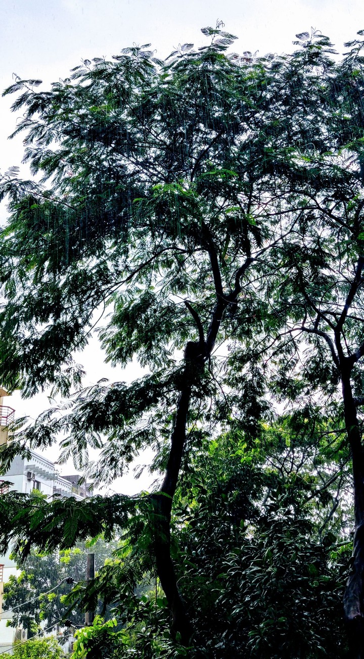 Rain Tree