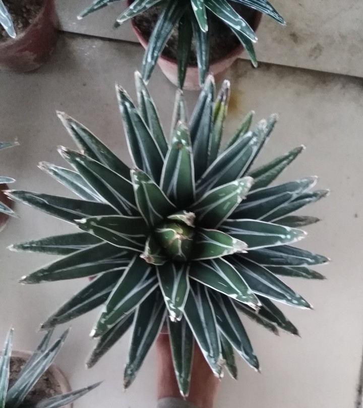 agave