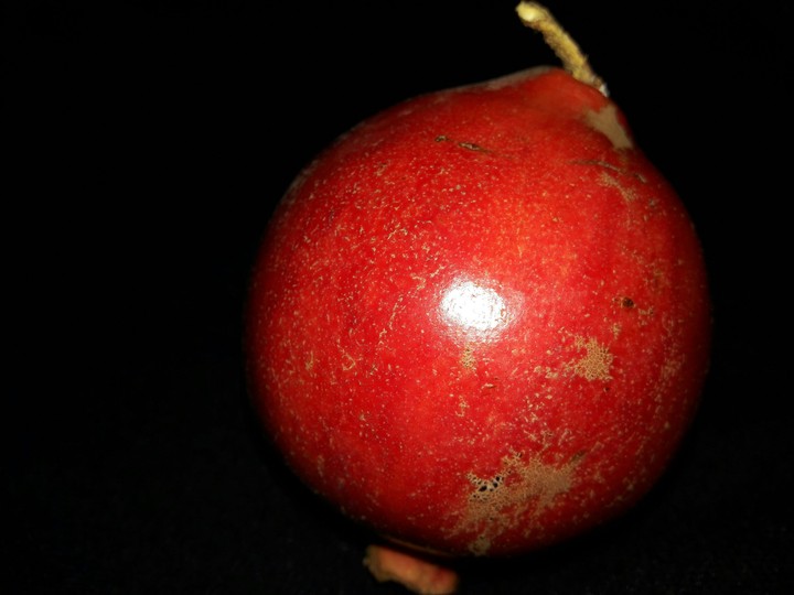 anar