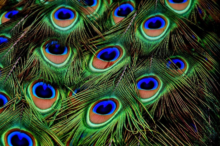 перо