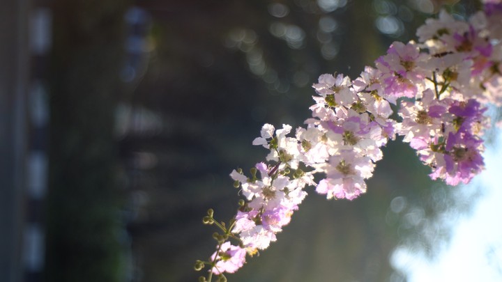 floribunda