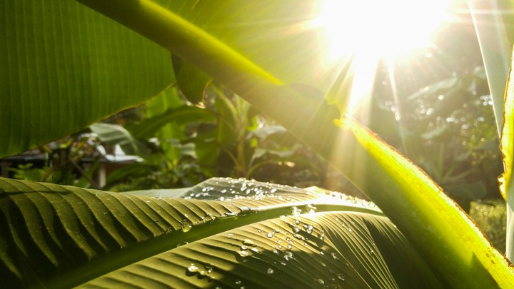 sunshine
