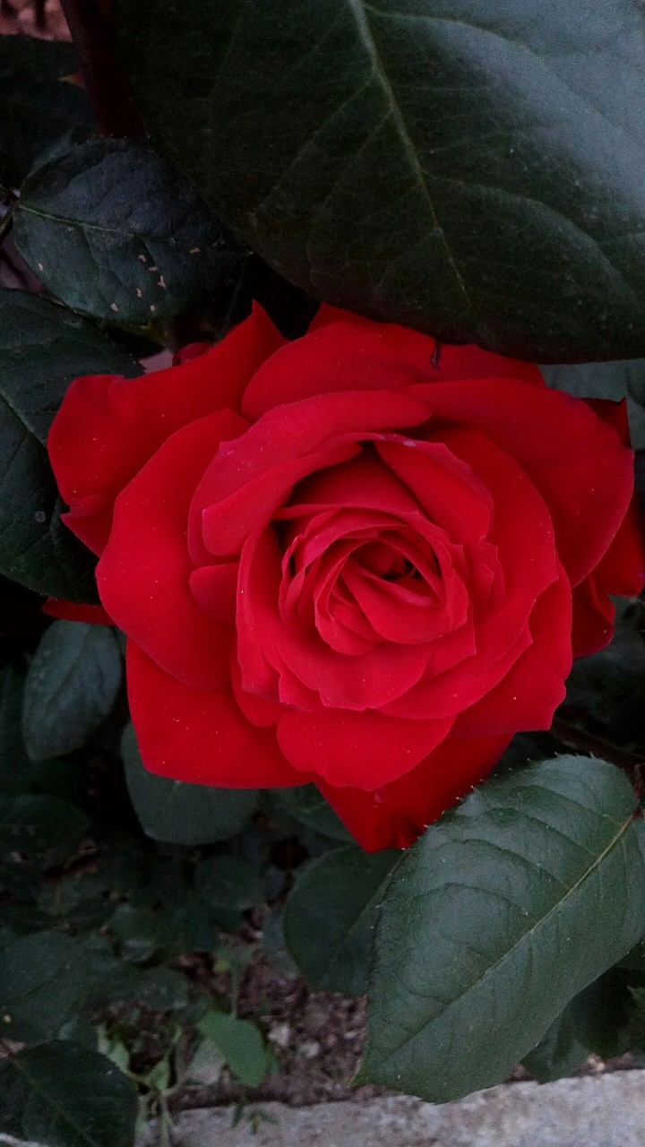 rose