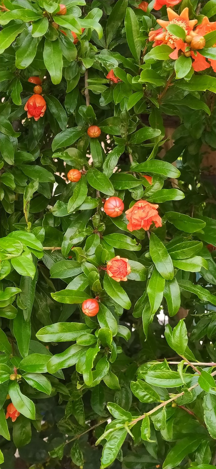 Begonias