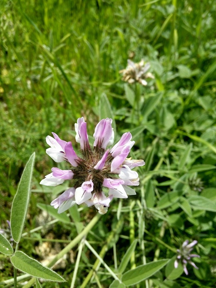 Another flower