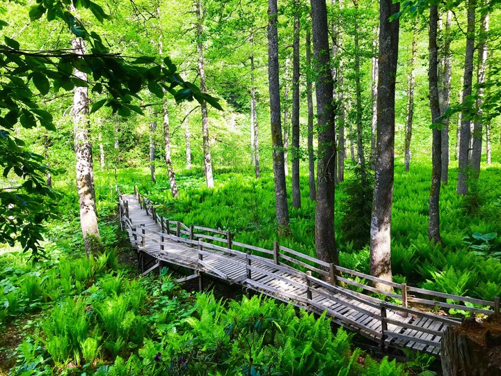 A wooden bridge in the sea of fern.