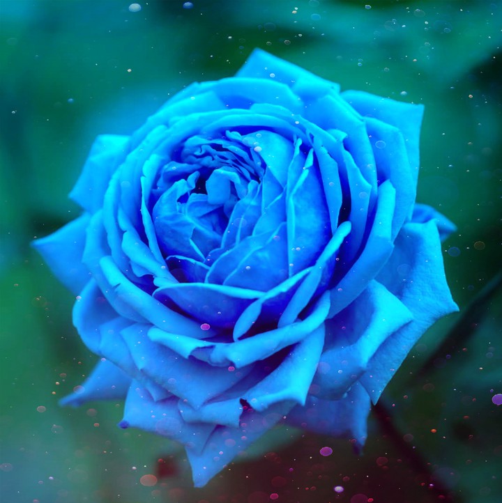 Roses