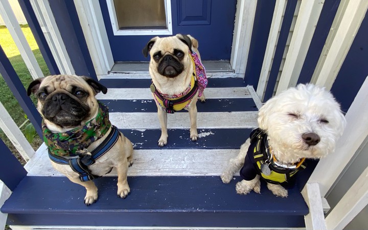 dogs