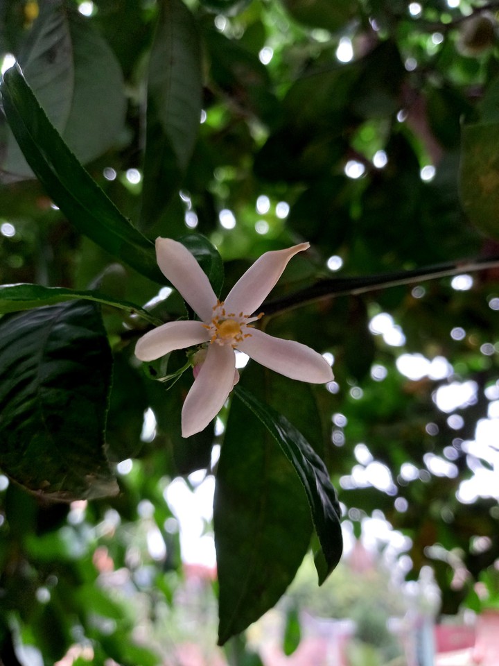 Lemon flower