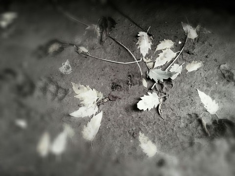 fallen leaves!