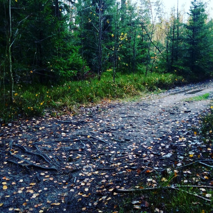 forest