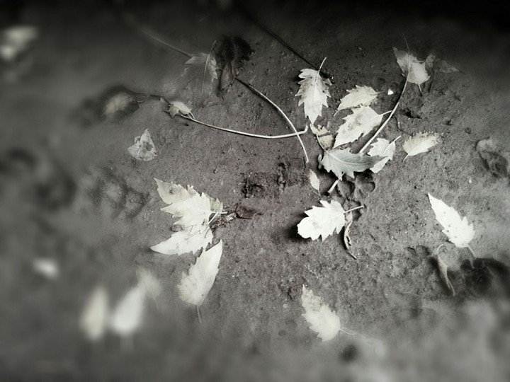 fallen leaves!