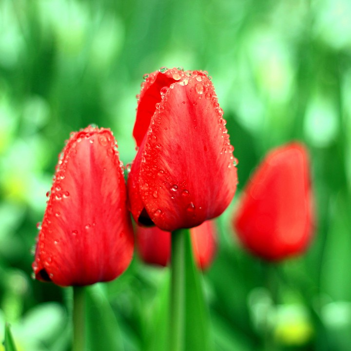 After the rain