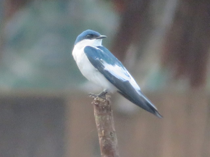 amazonas Colombia