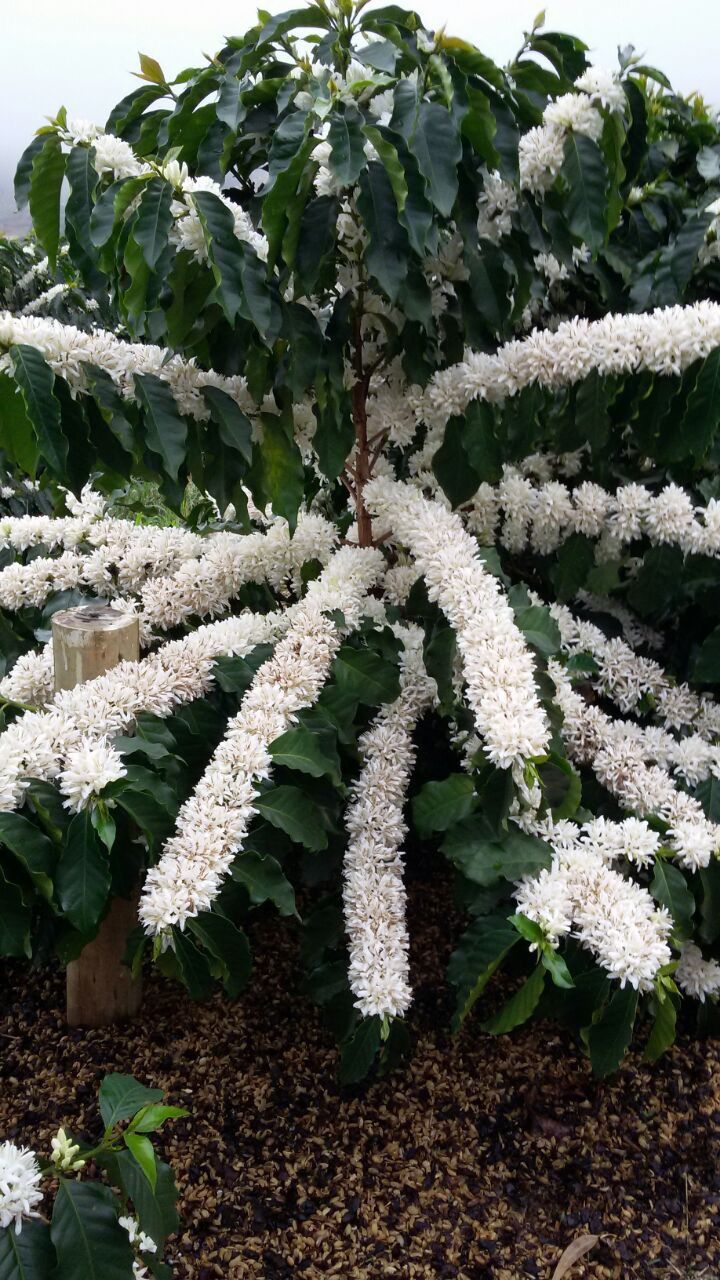 CAFÉ COLOMBIANO