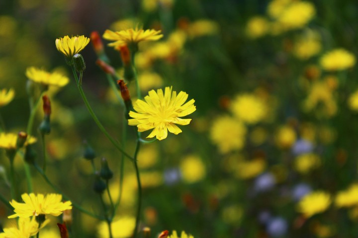 flowers
